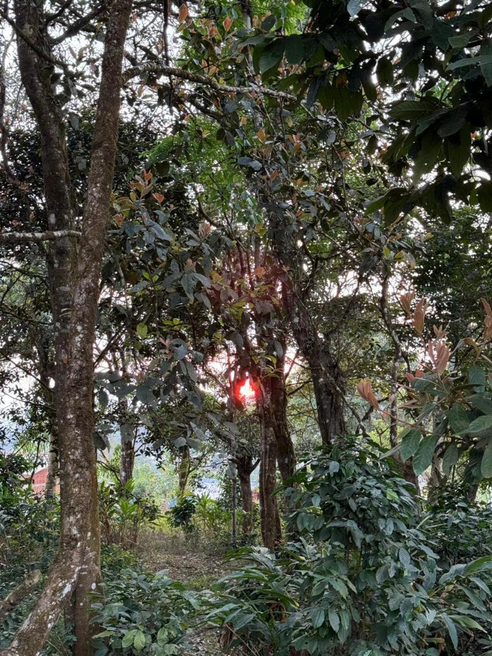 Shrenya Orchidz-Coorg Nature Stay マディケーリ エクステリア 写真